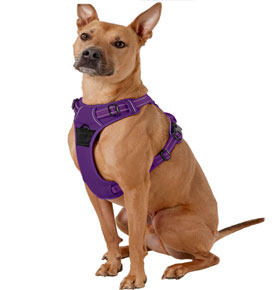 Chai’s Choice harness for dogs that pull