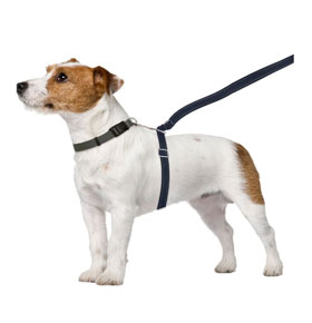 Thunderleash No-Pull Solution Dog Leash for dogs that pull