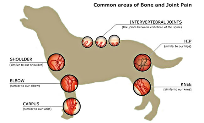 What is Arthritis in Dogs?