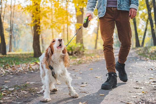 Why Do Dogs Bark?