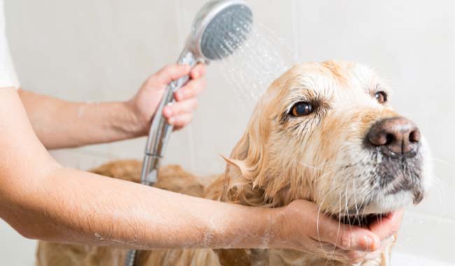 How to Bathe a Dog at home