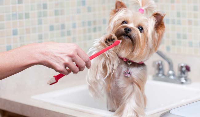 How to Clean Dog Teeth at Home