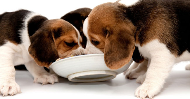 Nutritional Needs for Dog
