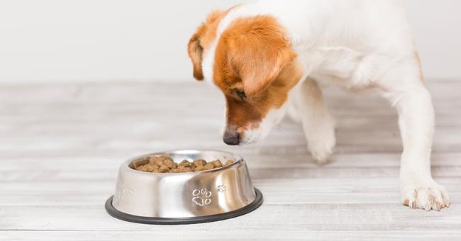 What is the best food for your dog?