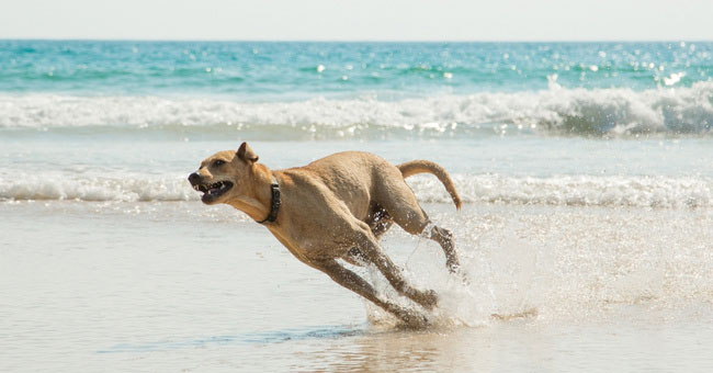 active dogs need more energy
