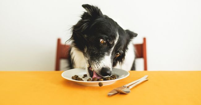 nutritional requirements of a dog
