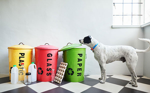 Common Hazardous Garbage for Dogs