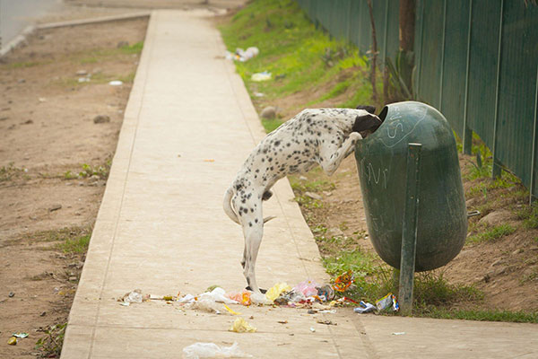 Why Do Dogs Eat Trash?