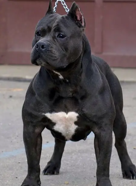 Are Black Pitbulls Naturally Muscular