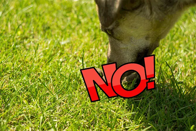 Why Do Dogs Eat Cat Poop?